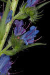 Common viper's bugloss